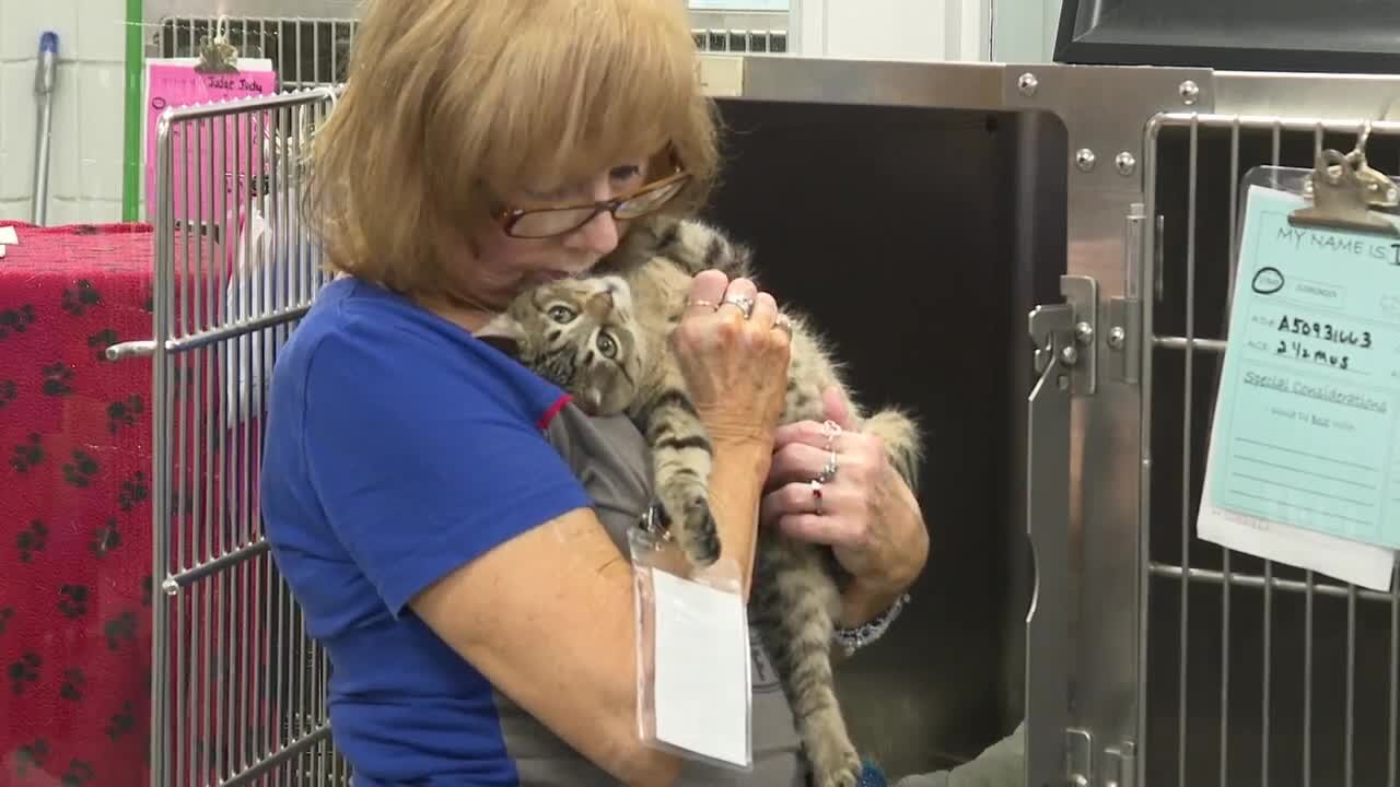 The Niagara Falls SPCA is struggling to manage its overpopulated animal shelter