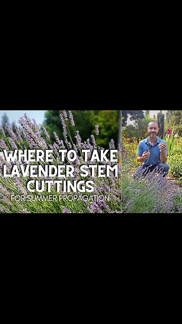 🌿 Where to Take English Lavender Stem Cuttings #shorts 🌿