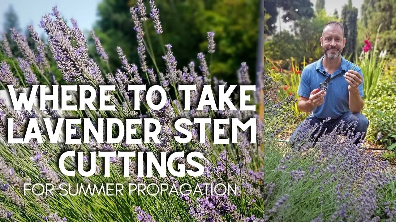 🌿 Where to Take English Lavender Stem Cuttings #shorts 🌿