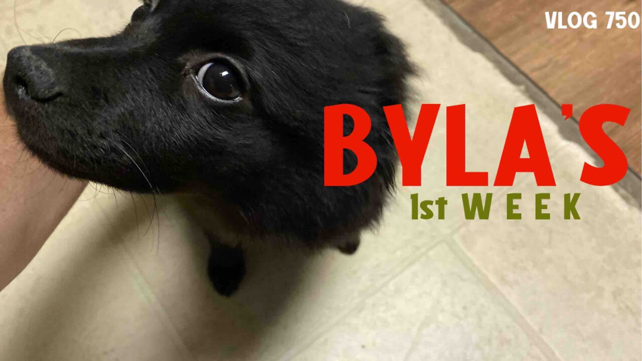 BYLA THE BERZERKER’S FIRST WEEK LIVING WITH US