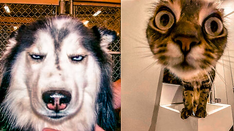 Funniest Cats and Dogs #24