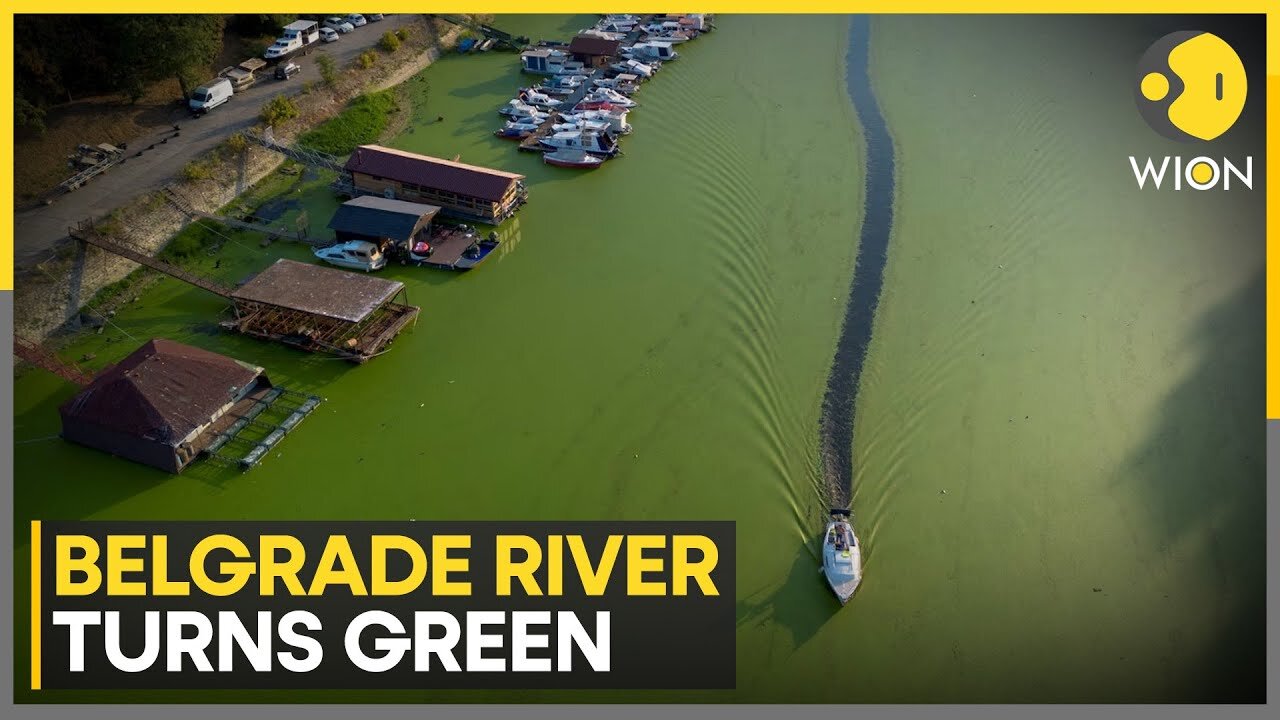 Algae engulfs Serbia's Sava river | World News | WION