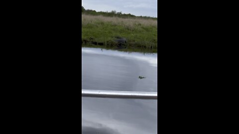 Airboat Ride 2