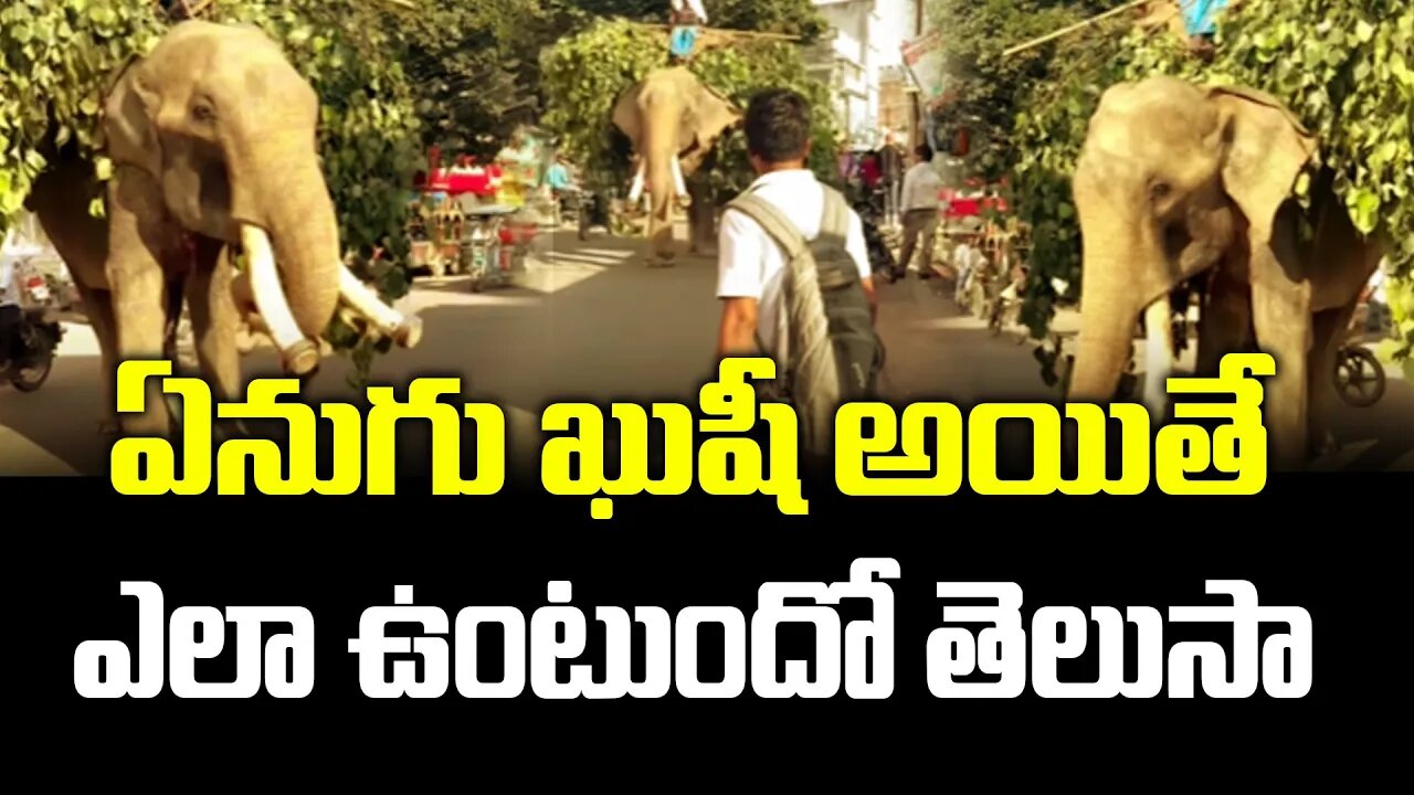 ఏనుగు ఖుషీ అయితే ఎలా ఉంటుందో తెలుసా.. #elephant eating #banana #viralvideo | FBTV NEWS