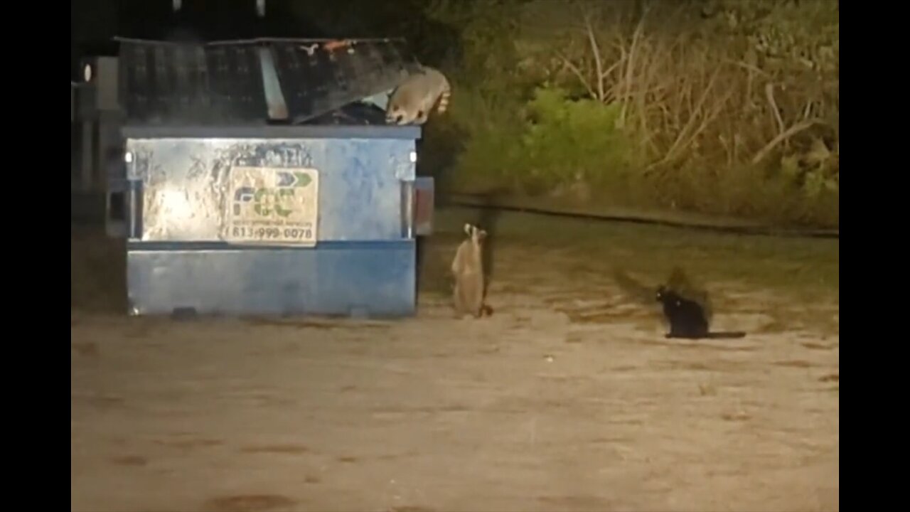 Adventures of Frick & Frack Pt4: Raccoons Everywhere!