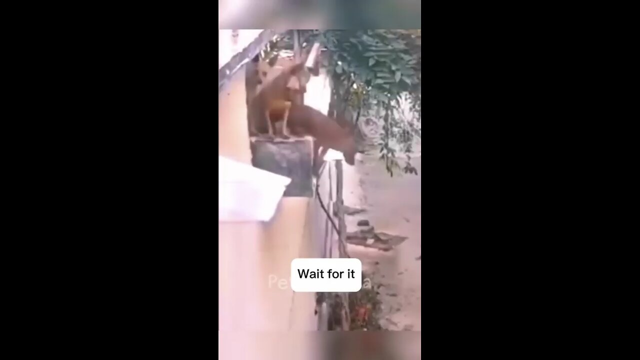 funny pets