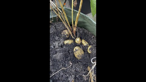 Potato are ready for cooking