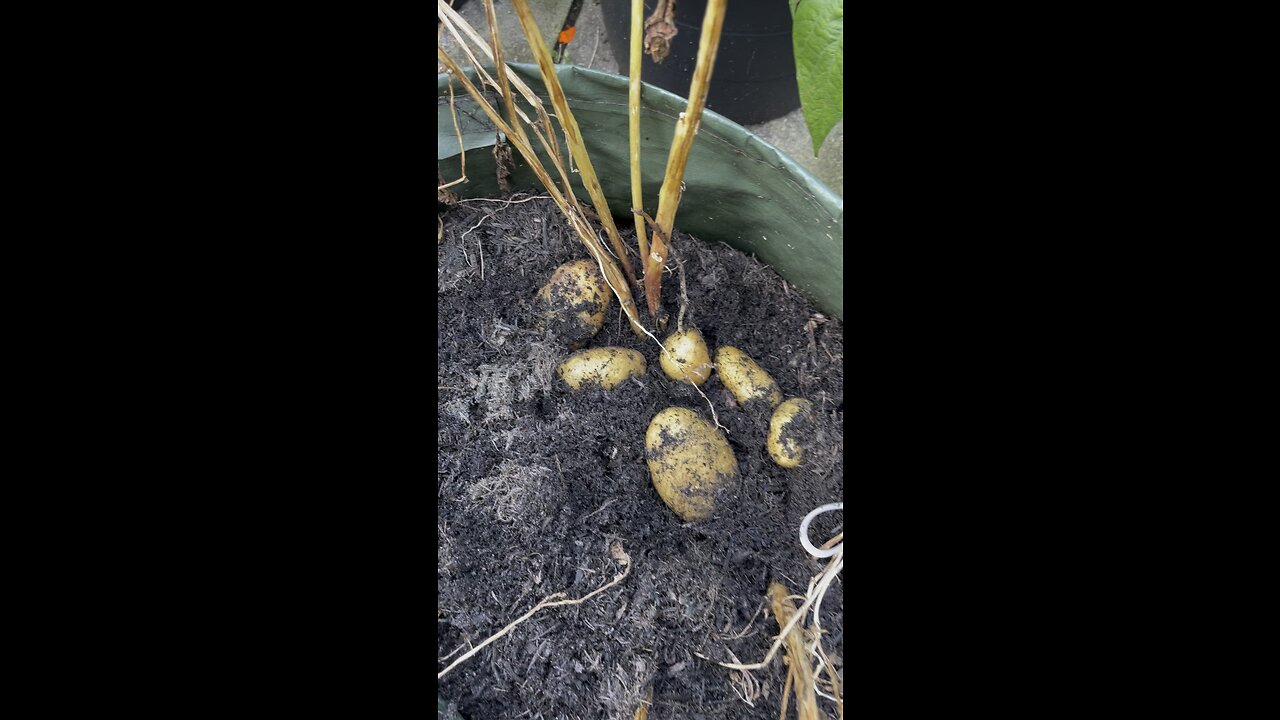 Potato are ready for cooking