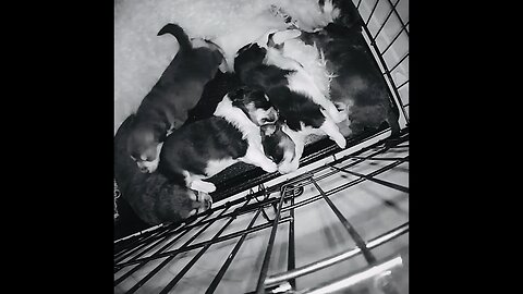 Growing Pups 🐶