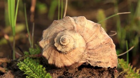 Shell video stock footage