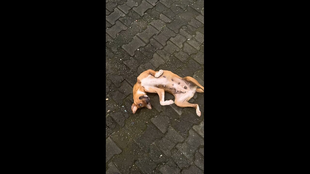 Faith the stray dog has come a long way #samwalker