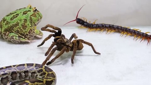 Frog vs Python vs Centipede vs Tarantula