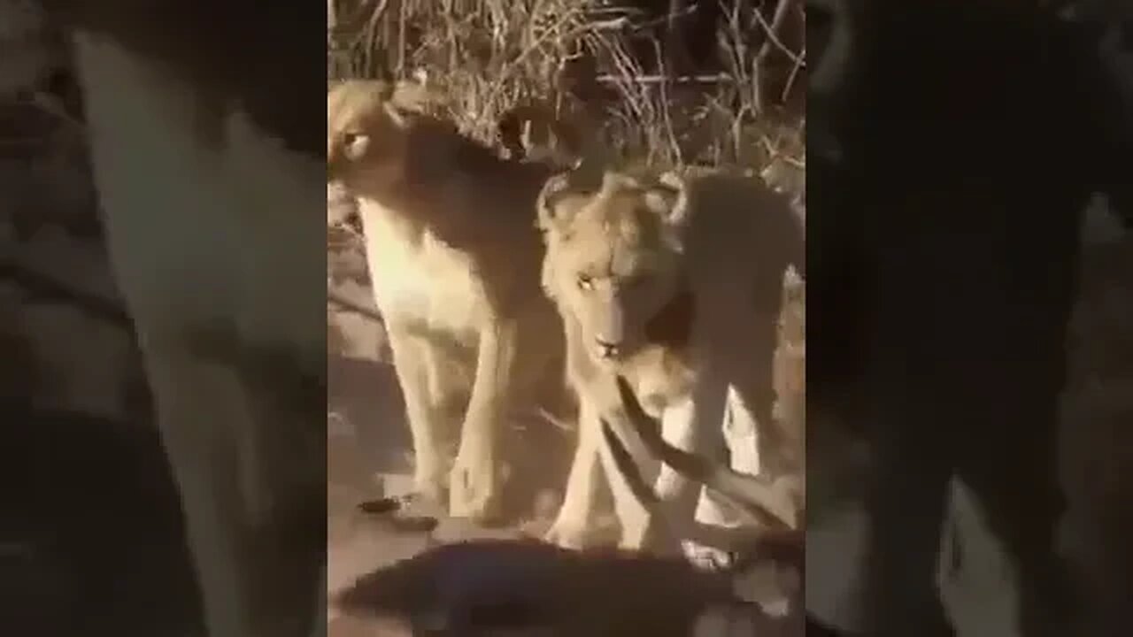 Battle of the Furious: Lions Ambush Antelope! #shots