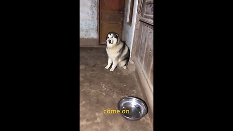 Dogs have emotions too