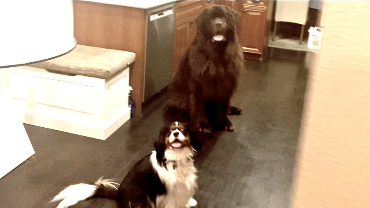 Newfie and Cavalier love finding hidden treats