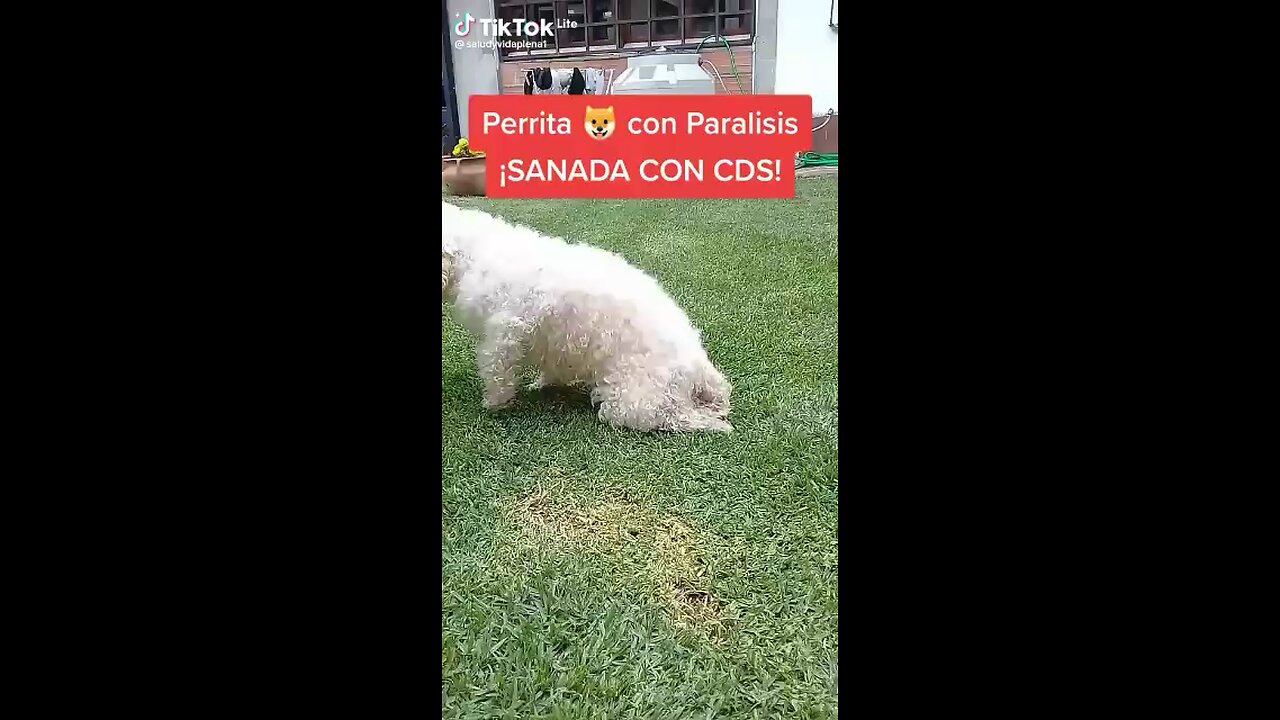 PERRO CURADO DE PARALISIS EN SUS DOS PATITAS GRACIAS AL DIOXIDO DE CLORO