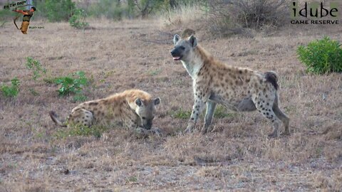 Fascinating Footage | Interactions Between Hyena ! African Wildlife