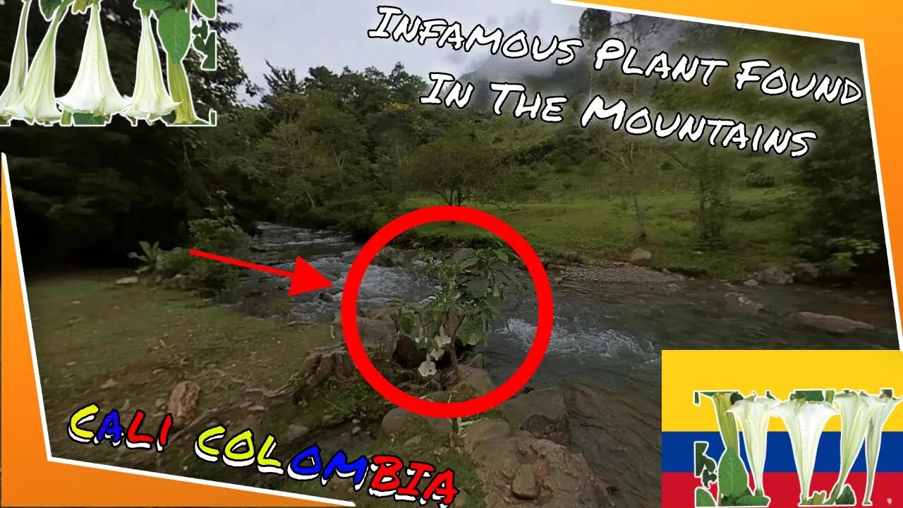 So This is The Source of Scopolamine... | Farallones de Cali