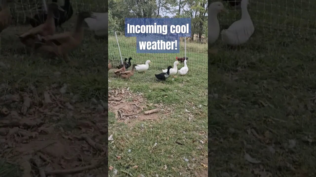 cool weather incoming! #video #chickens #duck #shorts #homestead #farm #fall #farmlife