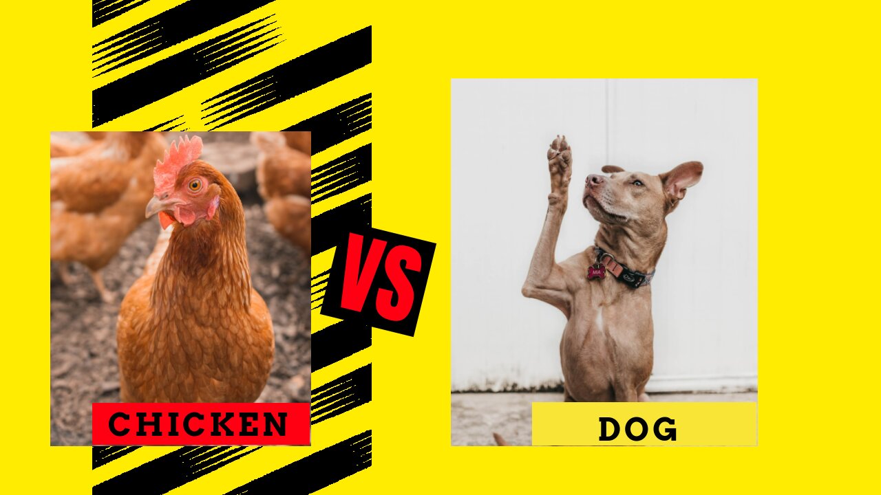 CHICKEN VS DOG-FUNNY ANIMAL FIGHTS COMPILATION 2021