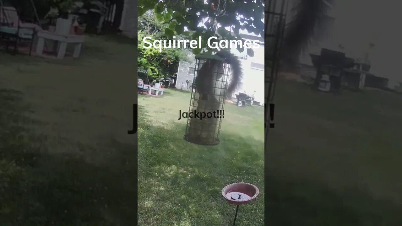 Unbelievable Feat: Squirrel Overcomes Birdfeeder Obstacles. #shorts