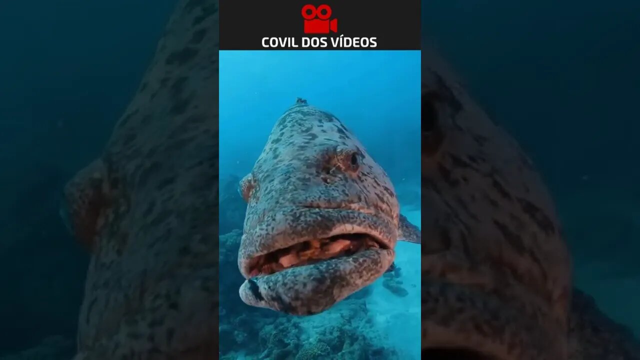 que medo desse peixe