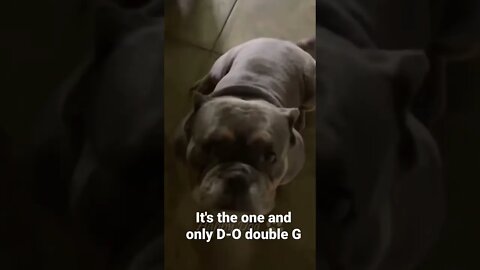 It's the one and only D-O double G #shorts