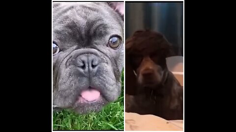 Funny pets,dog 😂