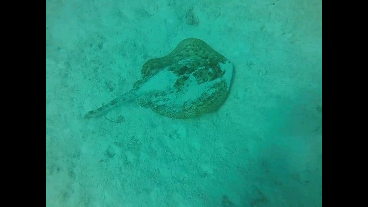 Plongée dans la mer des Caraïbes