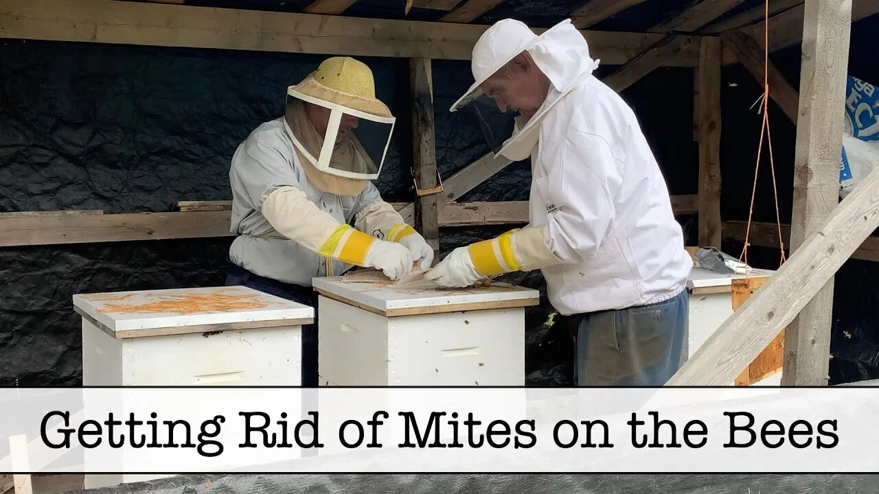 Getting Rid of Mites on the Bees