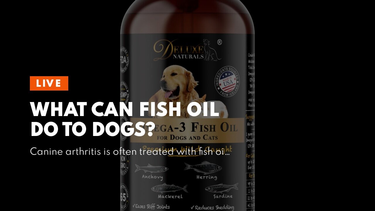 What can fish oil do to dogs?