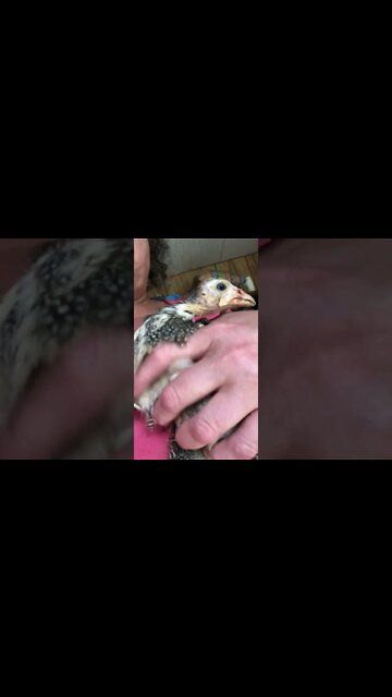 Caught injured baby guinea fowl to go back to hospital box indoors