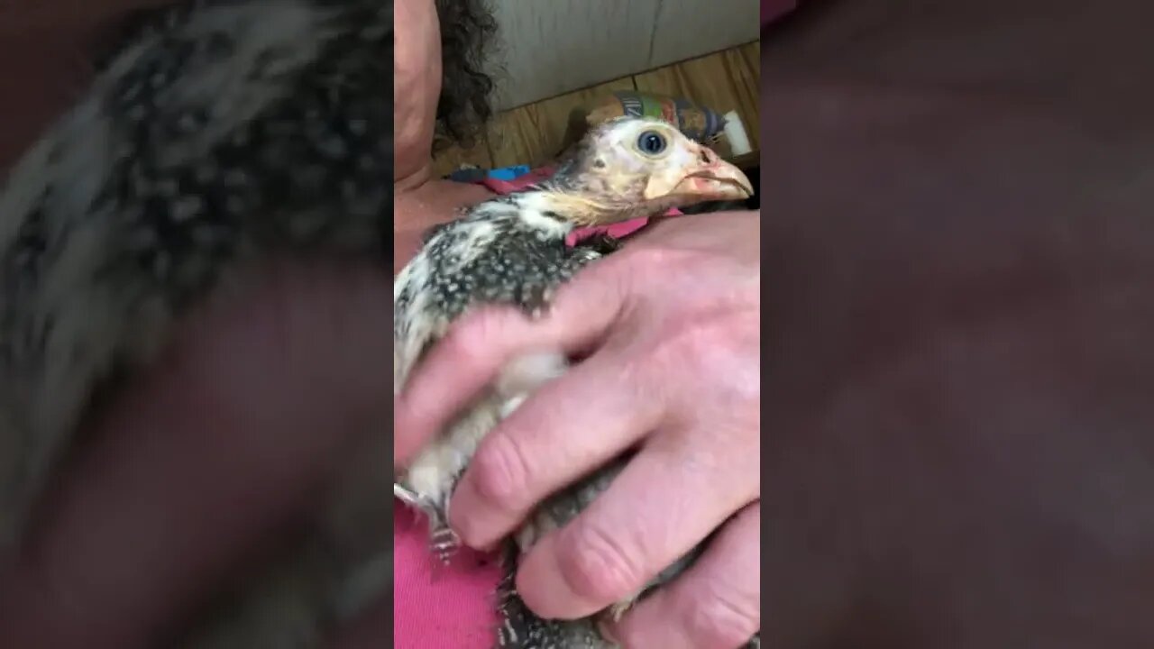 Caught injured baby guinea fowl to go back to hospital box indoors