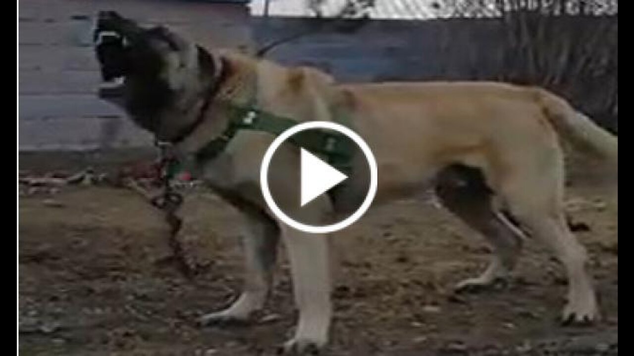 Giant anatolian shepherd dog