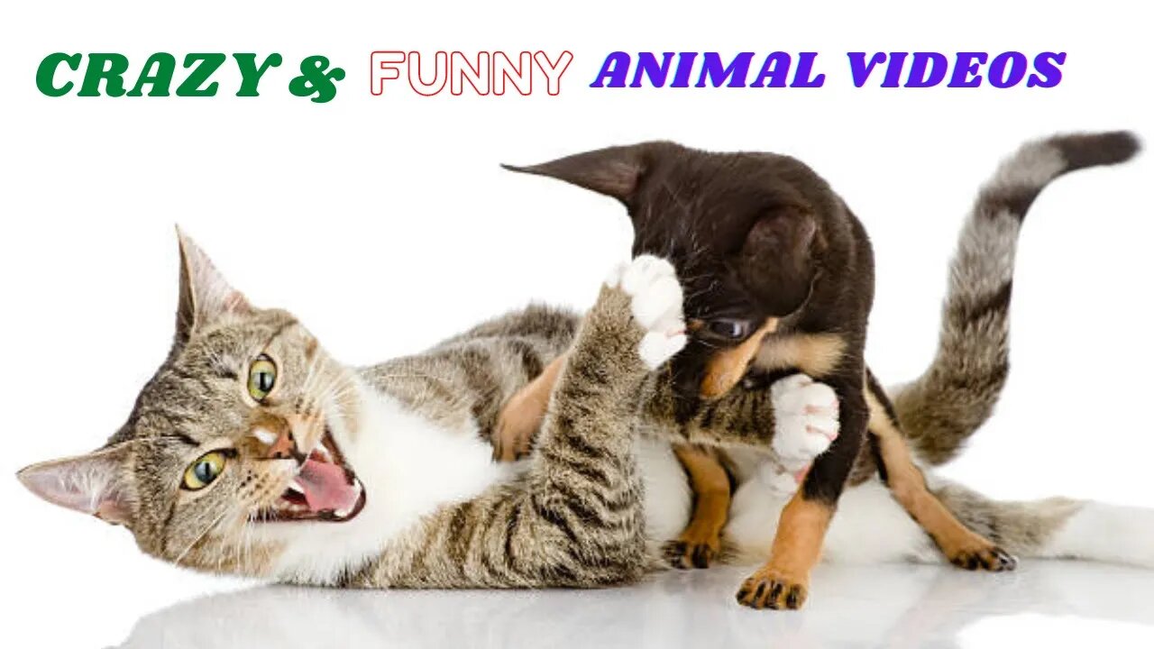 Dog V/S Cats Animal Videos 2022 😺| Nature World 27