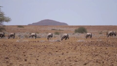 Herd of gemsbok on a dry savanna around Purros in Namibia