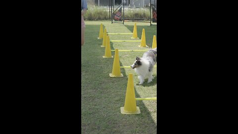 Must watch 😂Dog training ❤️