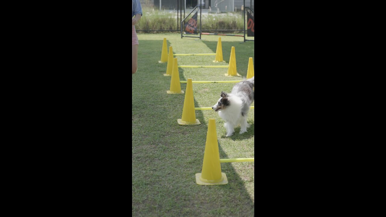 Must watch 😂Dog training ❤️