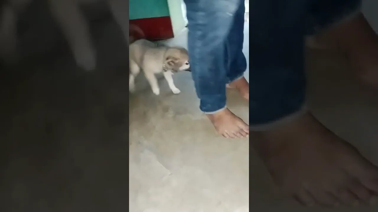 dog greeting owner after a long time ∆ pet puppy ∆ pet doggie #shorts #puppy