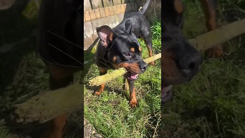 Cutest Dog Relaxing Chewing Stick 🐶 YouTube (must watch) [4K]#shorts #short #asmr #viral #trending