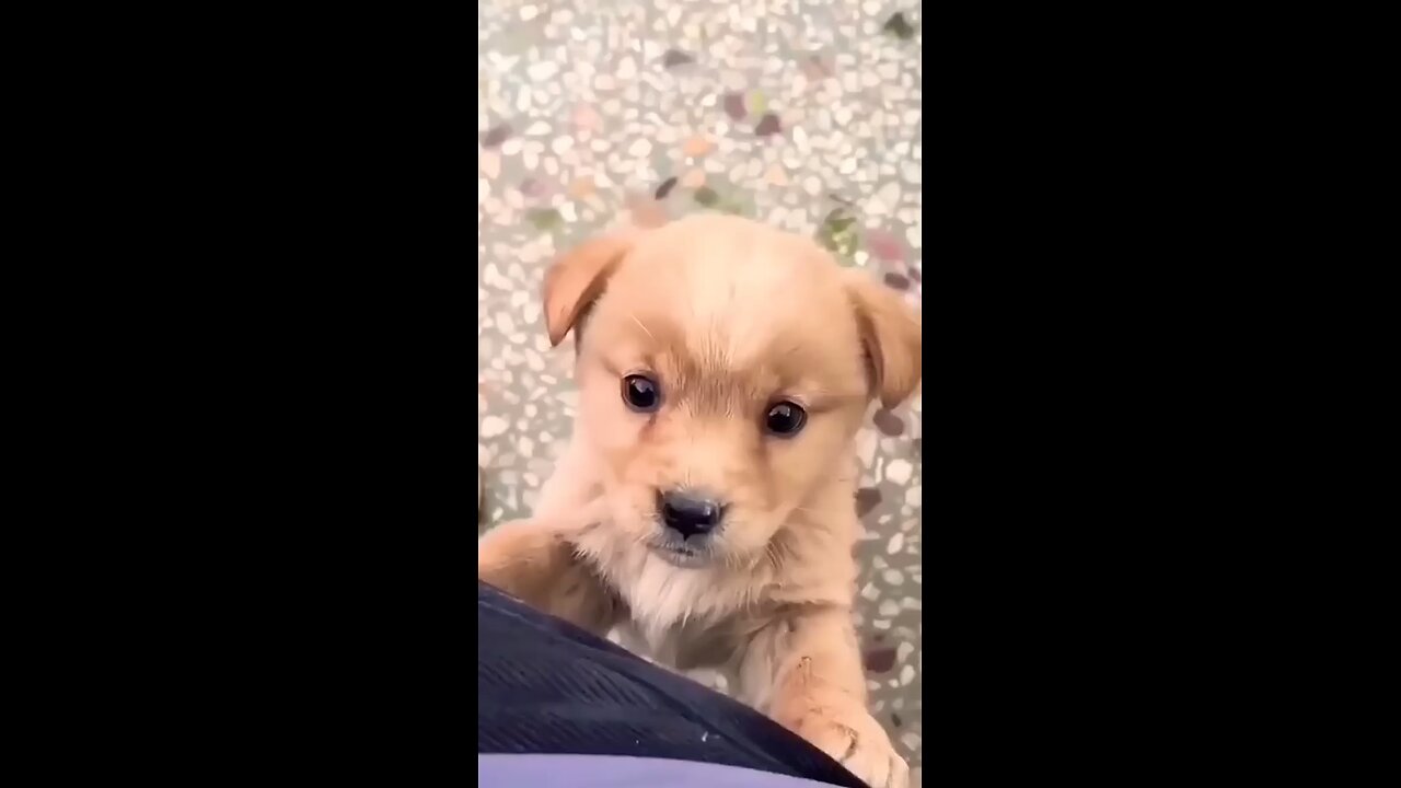 🐕🐕🐕cute puppy🐕🐕🐕🐕
