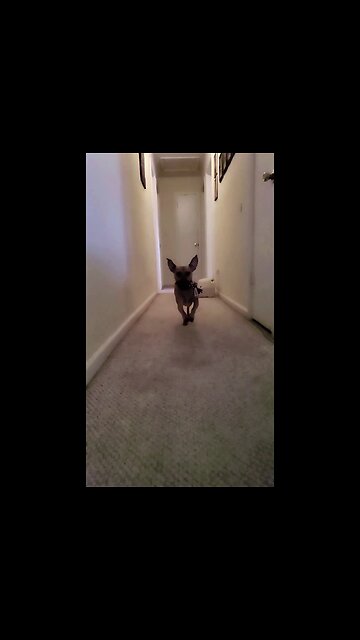 My Dog Fetching In Slow Motion!