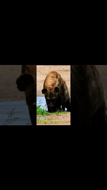 Hyena Bath | Saturday #shorts