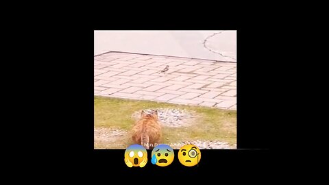 Danger 😱 cat 🐱 shoot... #cats #video #danger #usa ...