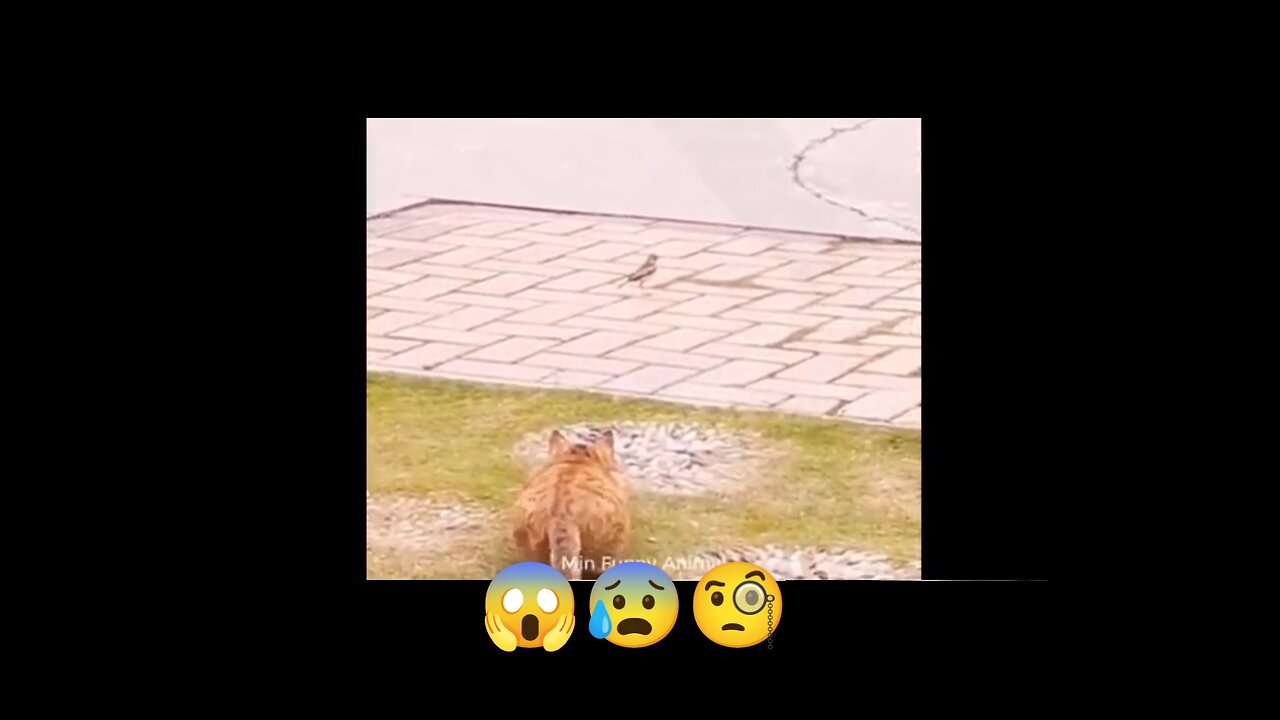 Danger 😱 cat 🐱 shoot... #cats #video #danger #usa ...