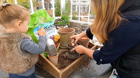 Planting Amaryllis, Paul Built Custom Root Cellar Shelves + Frost Free Water in the Greenhouse! 🌺🛠️💦