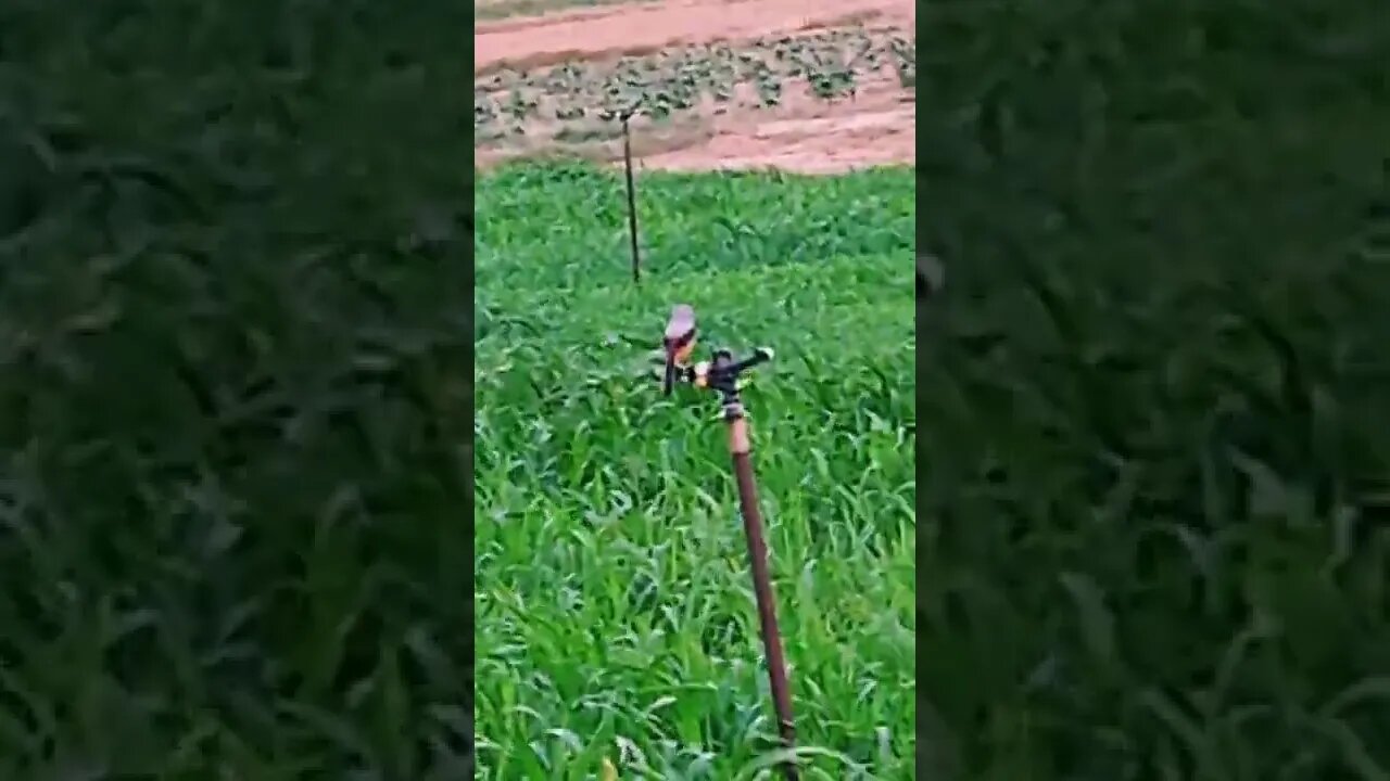 loving moment #shorts 🥺😂😀