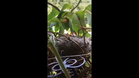 Baby British Finches #Baby #British #Finches #Birds