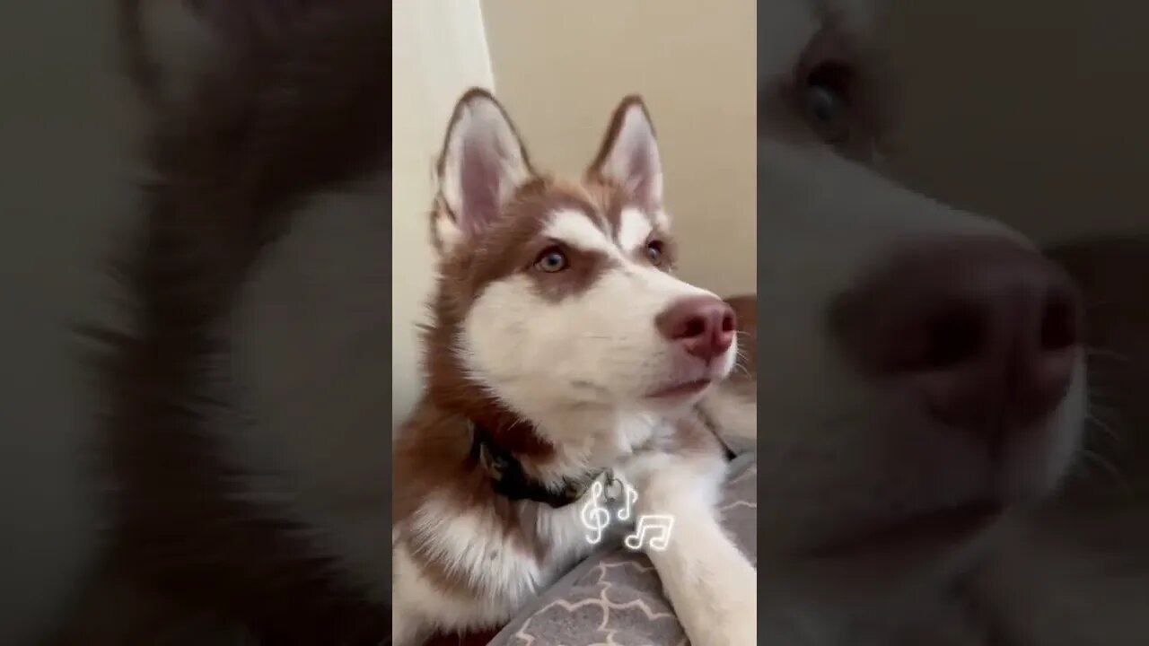 The HUSKY shuffle!! #husky #huskypuppy #puppies #huskies #todoroki