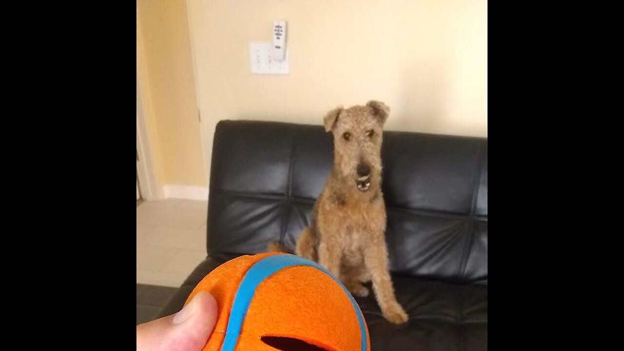 Chuckit! Ultra Ball Dog Toy